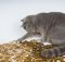 cat is sitting on coin collection