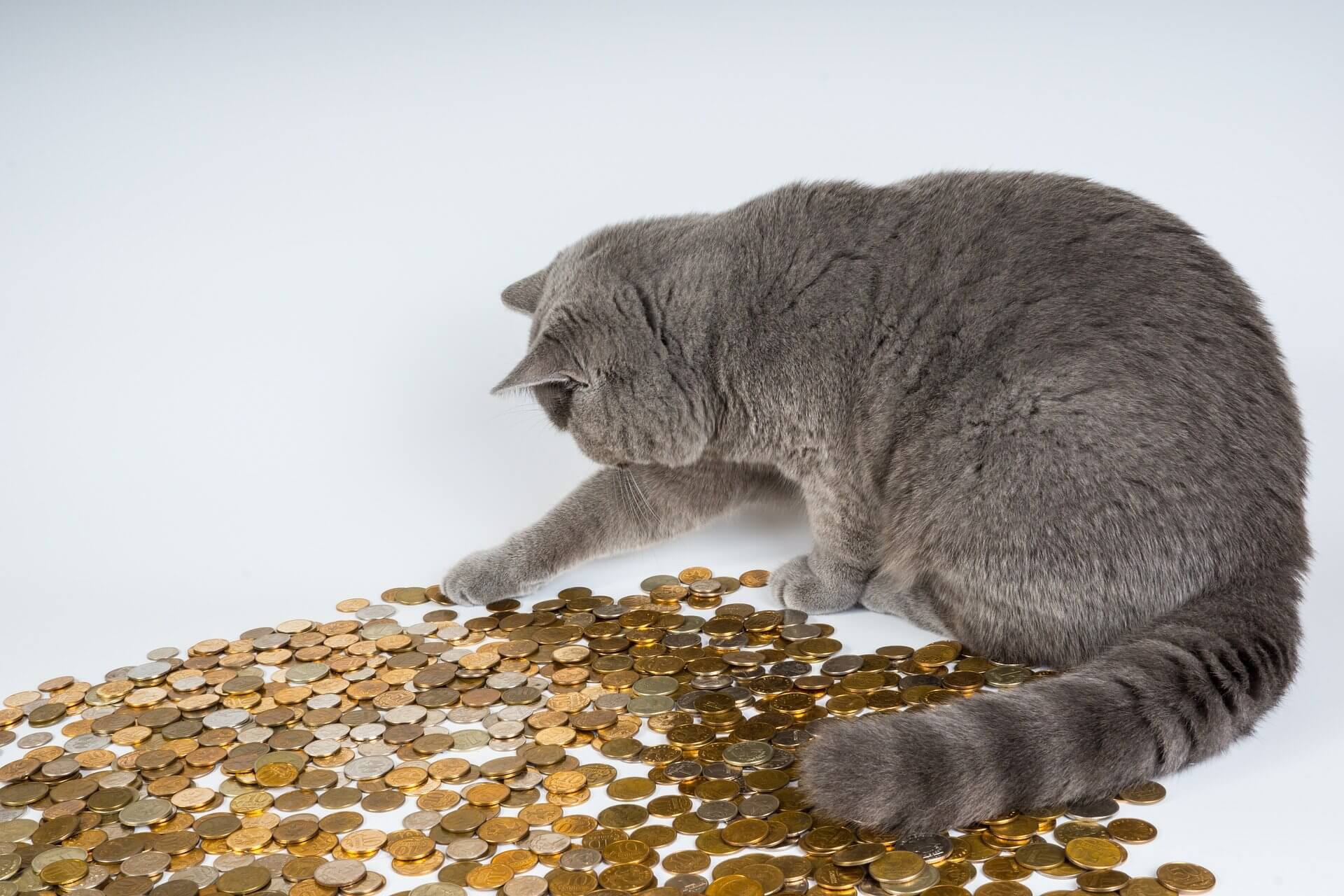 cat is sitting on coin collection